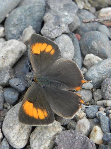 Thecla betulae
