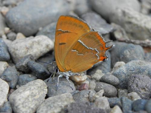 Thecla betulae