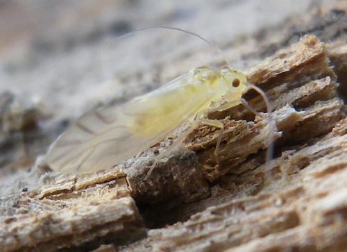 Valenzuela flavidus