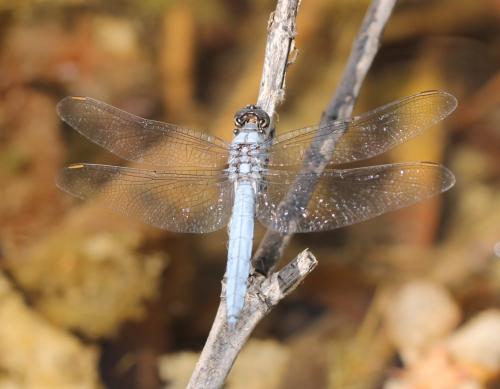 Orthetrum brunneum