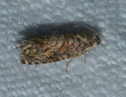 Pammene sp.