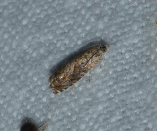 Réf. 171 466 : Pammene sp.