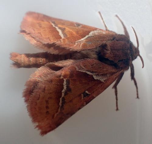 Réf. 171 393 : Triodia sylvina