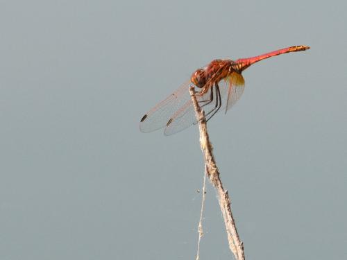 Réf. 171 494 : Trithemis annulata