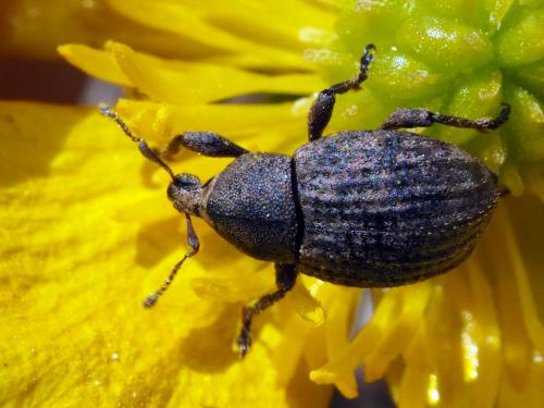Tropiphorus elevatus