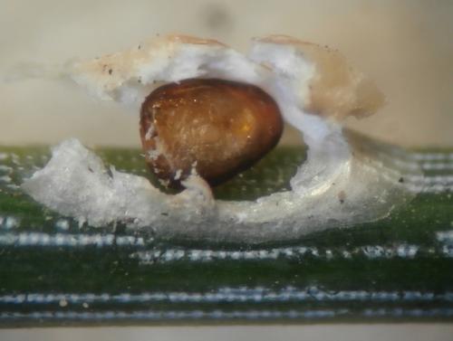 Réf. 171 832 : Dynaspidiotus regnieri
