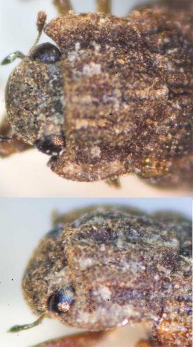Helophorus nubilus