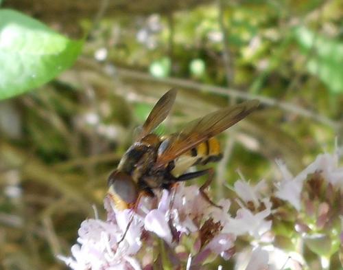 Volucella inanis