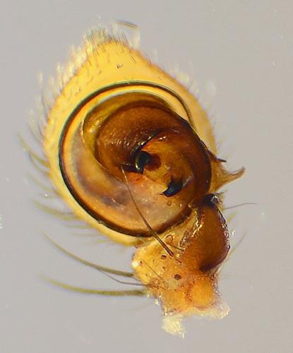 Xysticus ulmi