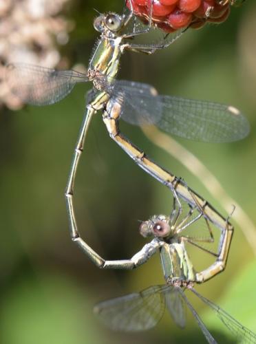 Chalcolestes viridis