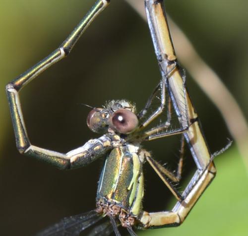 Chalcolestes viridis