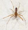Linyphia triangularis