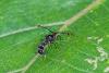 171384 – Photo : D. Martinez – Philippines