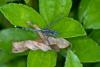 171450 – Photo : D. Martinez – Philippines