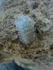171492 – Photo : Jean-Jacques ARGOUD – Madagascar