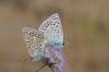 171477 – Photo : C.gager – France (34)
