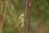 171371 – Photo : Guillaume Bigayon – France (25)