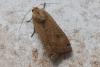 Noctua pronuba