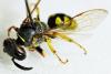 Philanthus triangulum