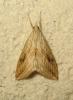 171942 – Photo : The Ghost Nightjar – France (56)
