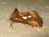 171944 – Photo : The Ghost Nightjar – France (56)