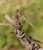 Sympetrum striolatum