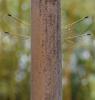 Orthetrum cancellatum