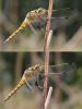 Orthetrum cancellatum