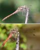 Sympetrum striolatum