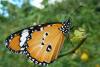 171481 – Photo : Christian Berquer – Mayotte