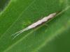 Plutella xylostella