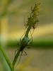 171410 – Photo : Liliane Delattre – France (30)
