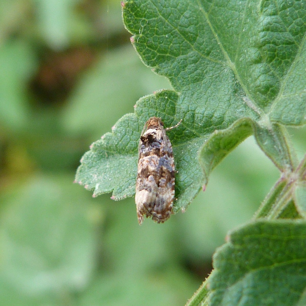 jojo de radon - Endothenia sp. - réf. 171424 (1200 x 1200 pixels, 214 ko)