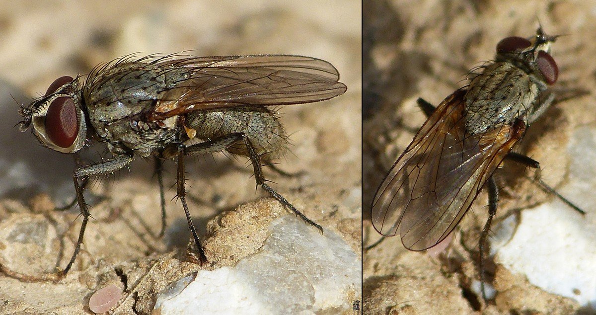 Simon Barbier - Leucophora sp. - réf. 171676 (1200 x 634 pixels, 211 ko)