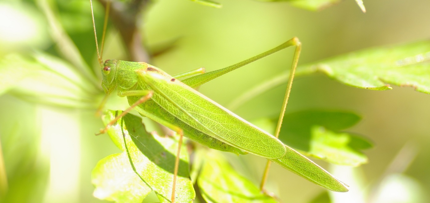 Olivier Pouvreau - Phaneroptera falcata - réf. 171158 (1395 x 660 pixels, 167 ko)