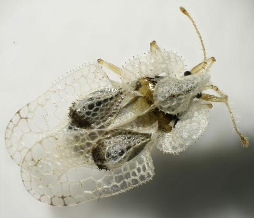 Corythucha ciliata