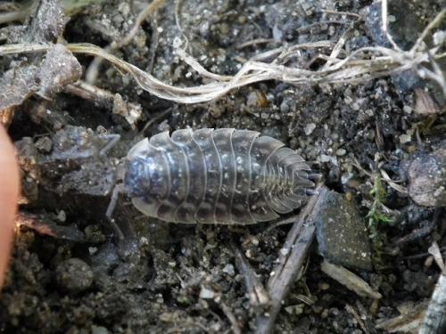 Réf. 172 806 : Oniscus asellus