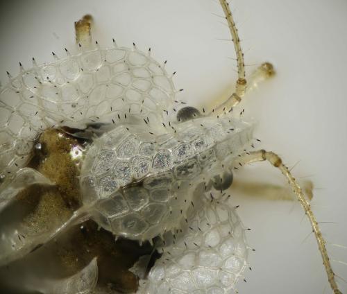 Corythucha ciliata