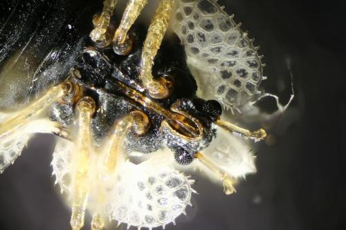 Corythucha ciliata