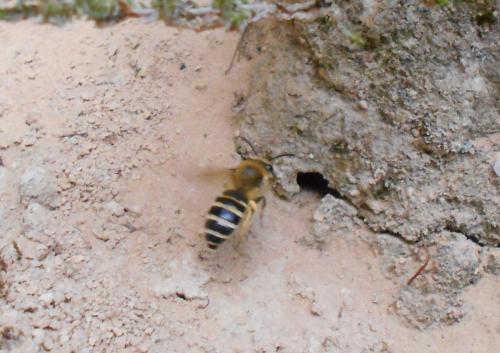Colletes hederae