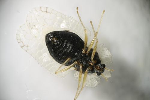 Corythucha ciliata