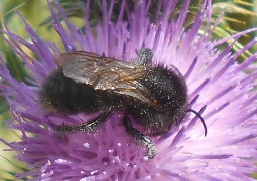 Bombus sp.