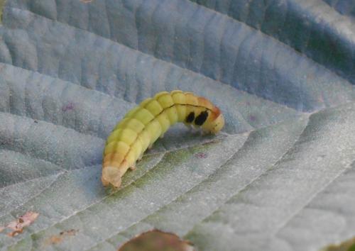 Réf. 172 875 : Scoliopteryx libatrix
