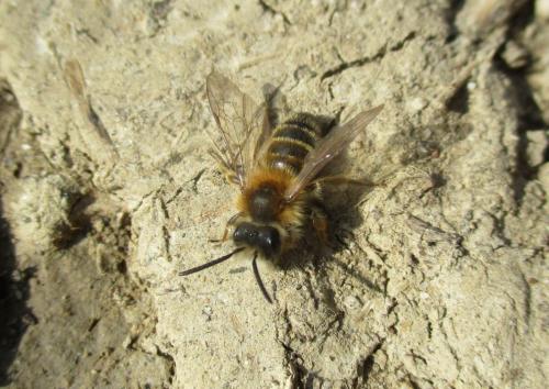 Andrena sp.