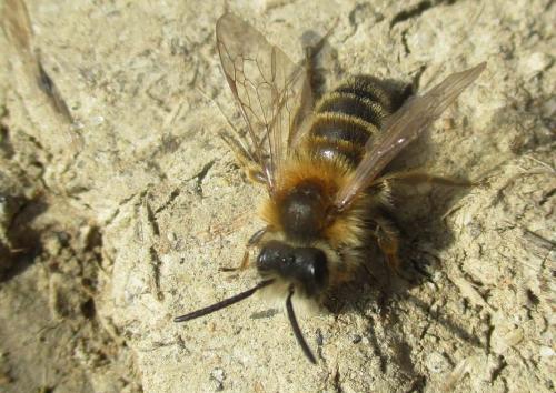 Andrena sp.
