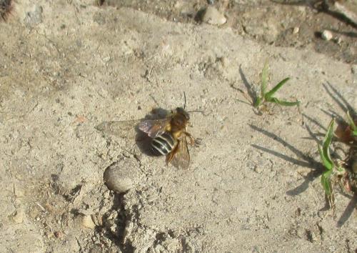 Andrena sp.