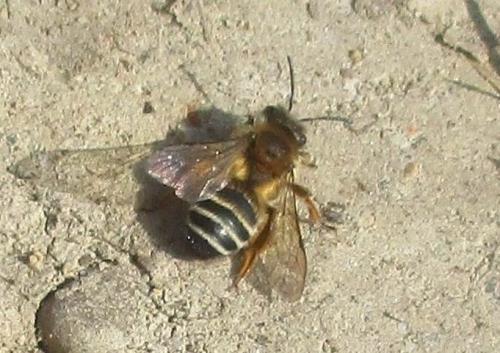 Andrena sp.