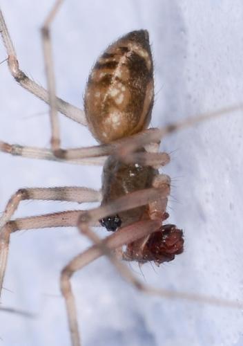 Réf. 172 478 : Lepthyphantes leprosus