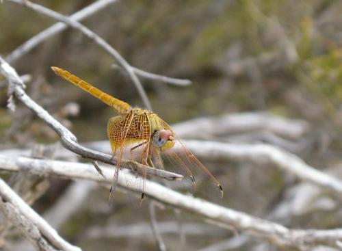 Réf. 172 684 : Trithemis kirbyi