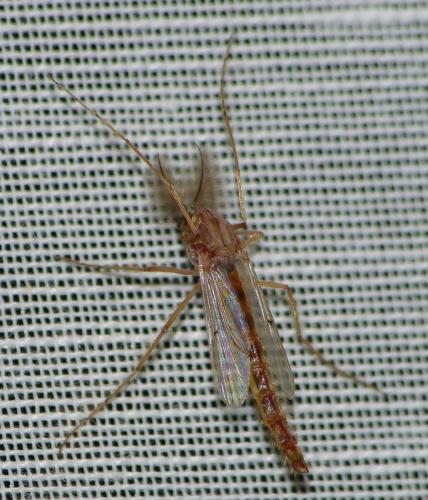 Chironomus sp.